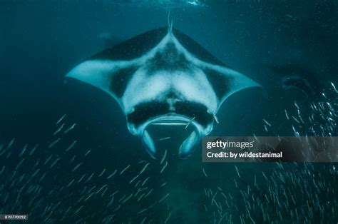 Manta ray bait .